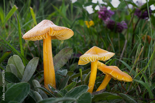 Persistent Waxcap mushrooms (Hygrocybe acutoconica)