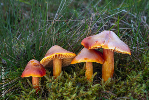 Four crimson waxcap mushrooms (Hygrocybe punicea) in the grass photo