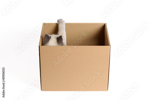 Wallpaper Mural Сute fluffy color-point Scottish Straight sits in a cardboard box and looks up with his paw raised. White isolated background with space for text Torontodigital.ca