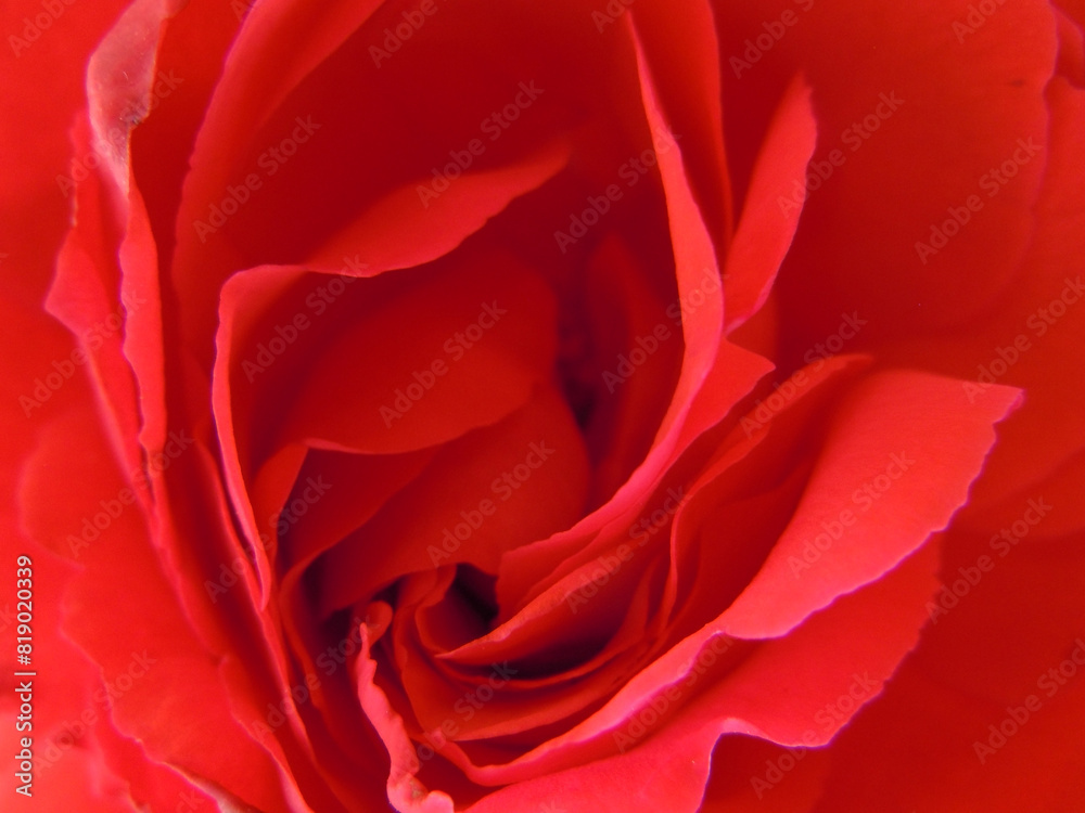 Naklejka premium Rosa