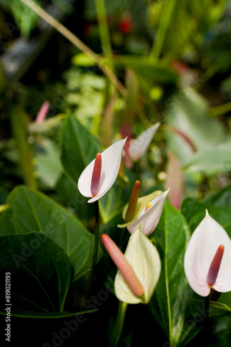 Anthurium andreanum flowers blooming, white pink flower, dark leaves, indoor plants, tropical garden photo