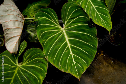 close up of Philodendron gloriosum leaves  dark leaves indoor plants  tropical garden  hear leave philodendron