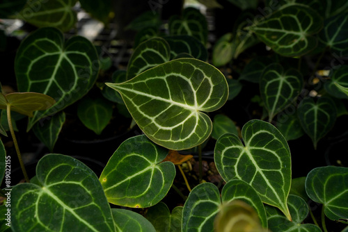 Anthurium clarinervium, heart leaves anthurium dark foliage white vein, tropical indoor plants