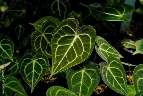 Anthurium clarinervium, heart leaves anthurium dark foliage white vein, tropical indoor plants
