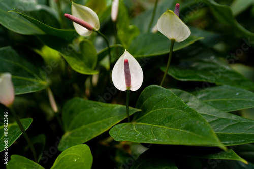 Anthurium andreanum flowers blooming, white pink flower, dark leaves, indoor plants, tropical garden