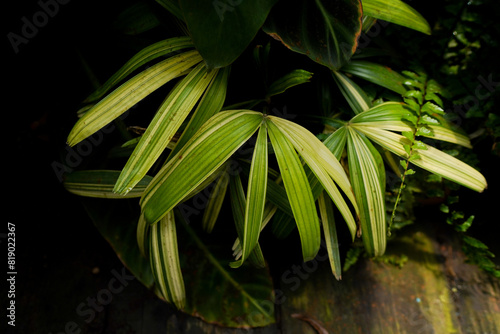 variegated palm tree, indoor plants, dark foliage