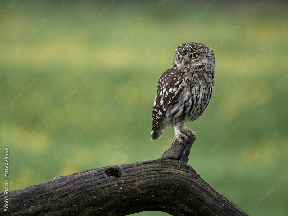 Little owl, Athene noctua Little owl, Athene noctua