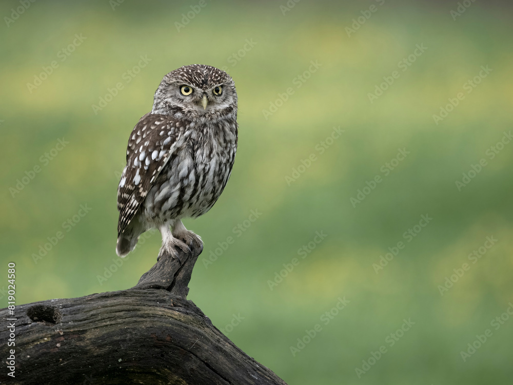 Fototapeta premium Little owl, Athene noctua