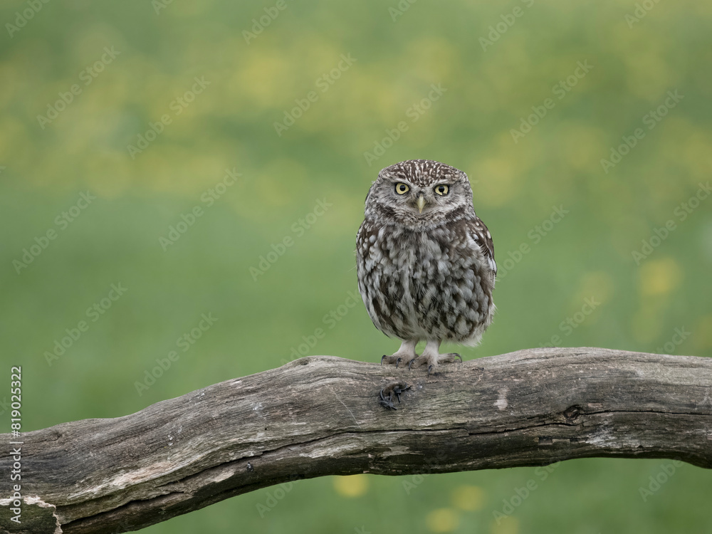 Little owl, Athene noctua Little owl, Athene noctua