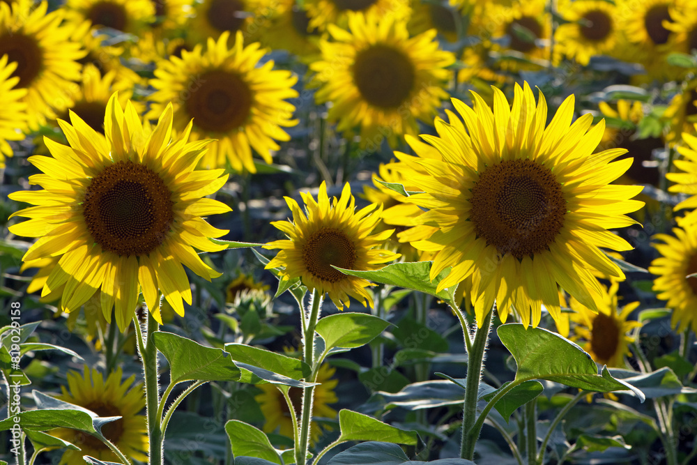 Obraz premium big bright yellow sunflower in the field. Large flowers of a sunflower in the sunlight. Yellow flowers on a farm field. Agriculture concept, organic products, good harvest. Growing seeds for oil.