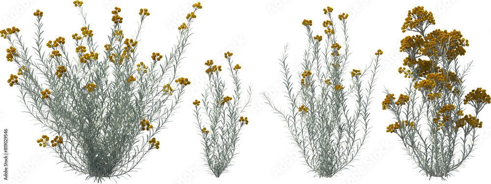 curry herb silver needle blooming plants hq arch viz cutout bush shrub