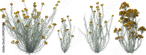 Obraz na płótnie curry herb silver needle blooming plants hq arch viz cutout bush shrub w salonie