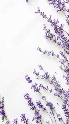 background of flowers. lavender flowers with white background