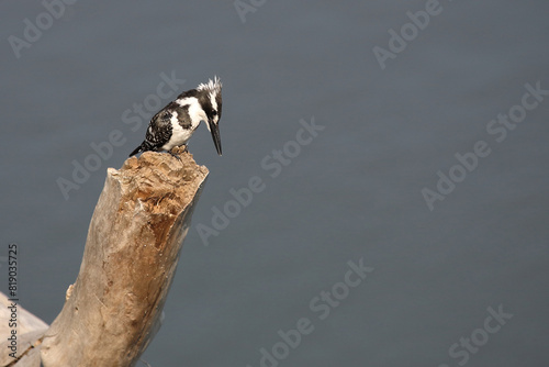 Graufischer / Pied kingfisher / Ceryle rudis photo