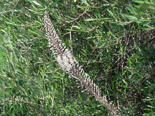 Squill, or Drimia maritima, plant, with white flowers, inside olive tree, near the coast of Attica, Greece photo