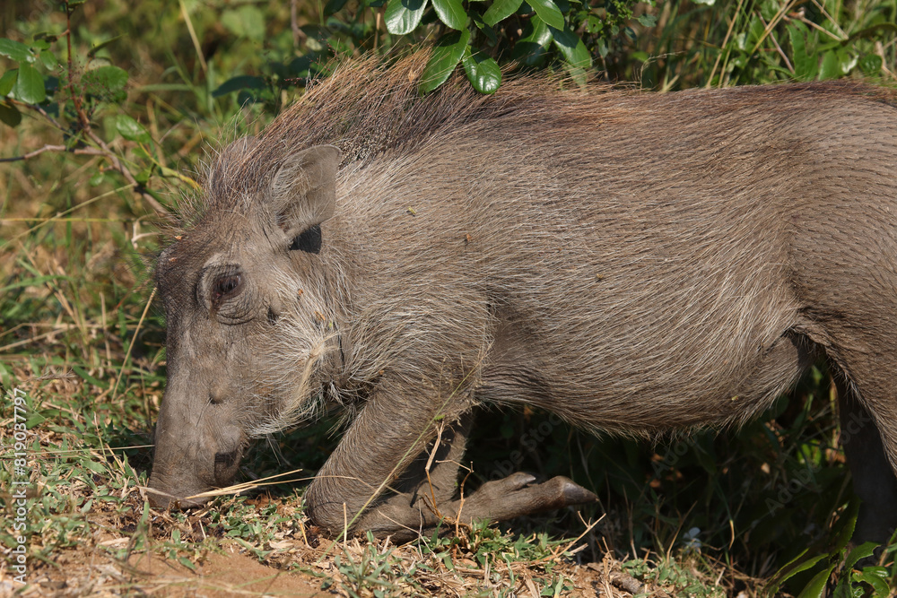 Warzenschwein / Warthog / Phacochoerus africanus Warzenschwein / Warthog / Phacochoerus africanus