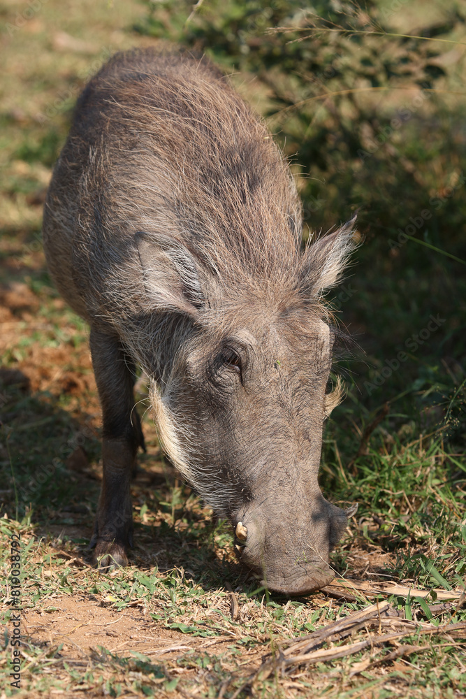 Warzenschwein / Warthog / Phacochoerus africanus Warzenschwein / Warthog / Phacochoerus africanus