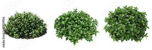 Wallpaper Mural 3d illustration of Pachysandra terminalis bush isolated on transparent background Torontodigital.ca