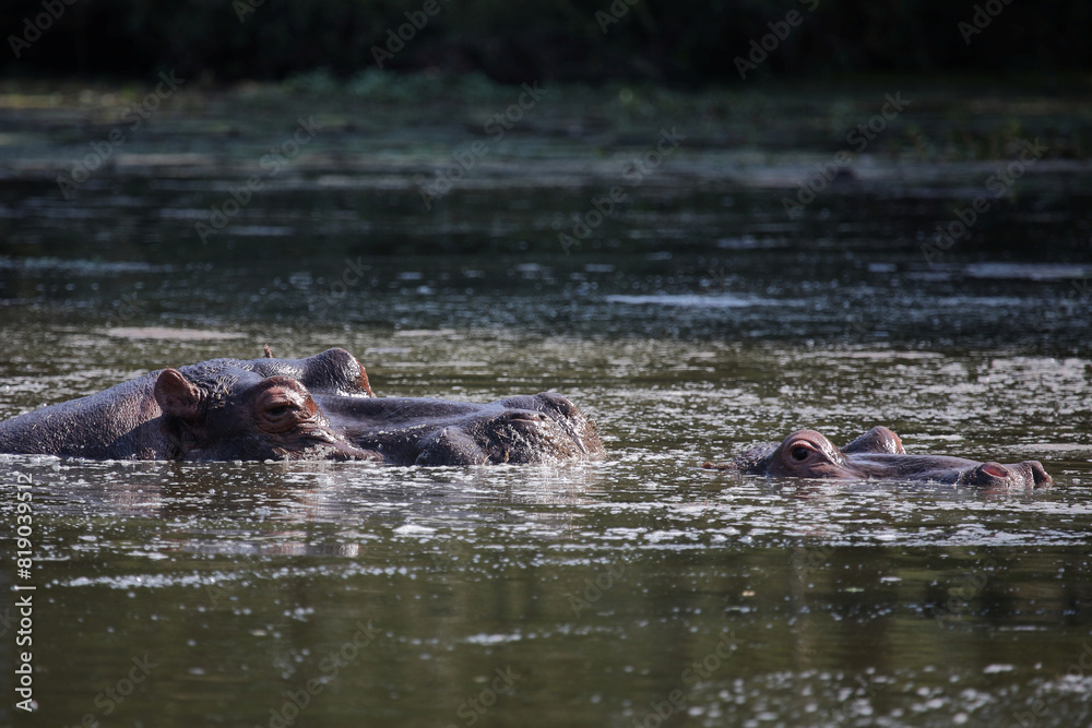 Flußpferd / Hippopotamus / Hippopotamus amphibius Flußpferd / Hippopotamus / Hippopotamus amphibius