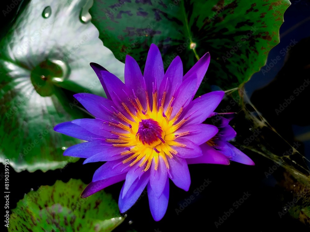 Lotus flowers in the forest pond Lotus flowers in the forest pond