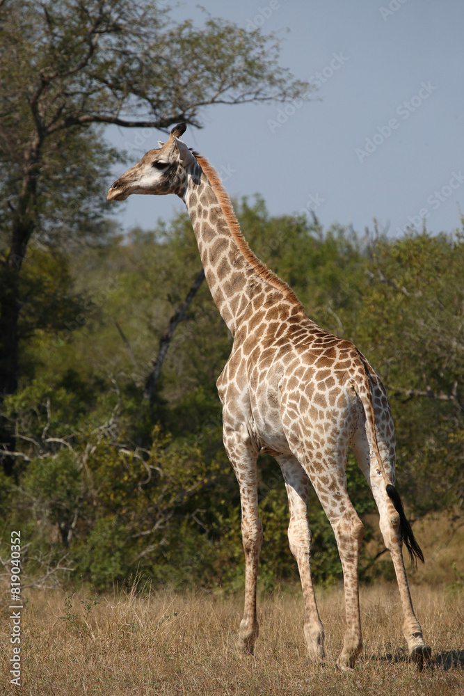Giraffe / Giraffe / Giraffa camelopardalis Giraffe / Giraffe / Giraffa camelopardalis
