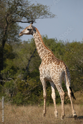 Giraffe / Giraffe / Giraffa camelopardalis