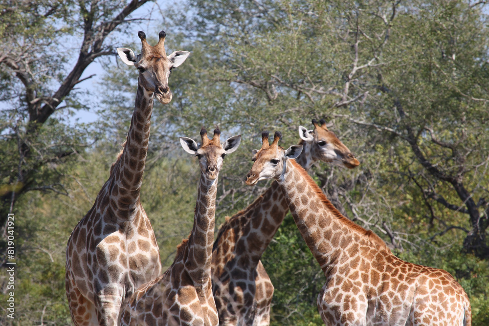 Giraffe / Giraffe / Giraffa camelopardalis Giraffe / Giraffe / Giraffa camelopardalis