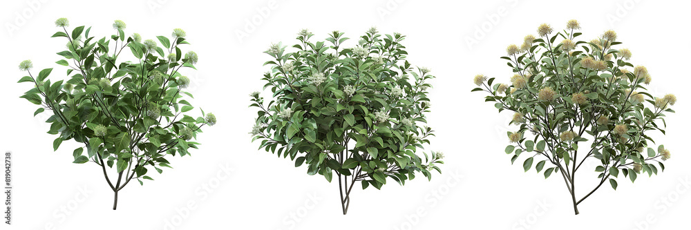 © HridoyDesigns - 3d illustration of Cephalanthus occidentalis bush isolated © HridoyDesigns - 3d illustration of Cephalanthus occidentalis bush isolated