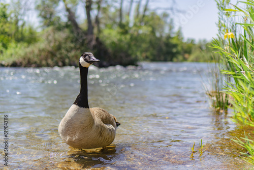 Canada goose portrait in front of fast moving river  © Cam