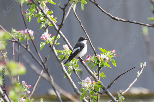 Ficedula hypoleuca. Along with spring came the beautiful little singers photo