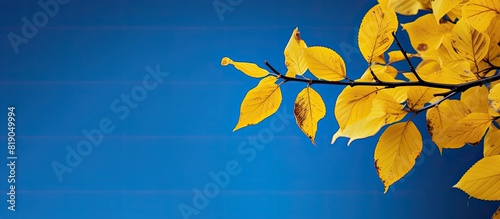 Autumn yellow leaves on a blue background. copy space available