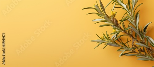 Rosemary twig floral background with copy space on yellow Chinese paper background