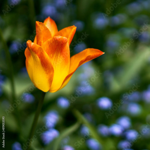 Closeup of a unique, bright yellow and orange tulip with an artistic blurred background at Butchart Gardens, Victoria, BC.