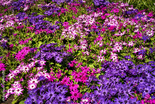 A dense bed of vibrant pink, purple and bicolored pericallis flowers at Butchart Gardens, Victoria.