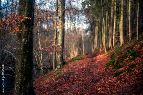Fototapeta Naklejka Na Ścianę i Meble -  Las