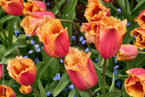 Beautiful, unique, red and orange tulips in a bed of small blue flowers at Butchart Gardens, Victoria, BC.