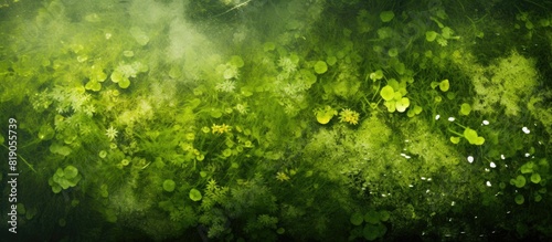 Duckweed and Hydrilla mixing on water background. copy space available photo