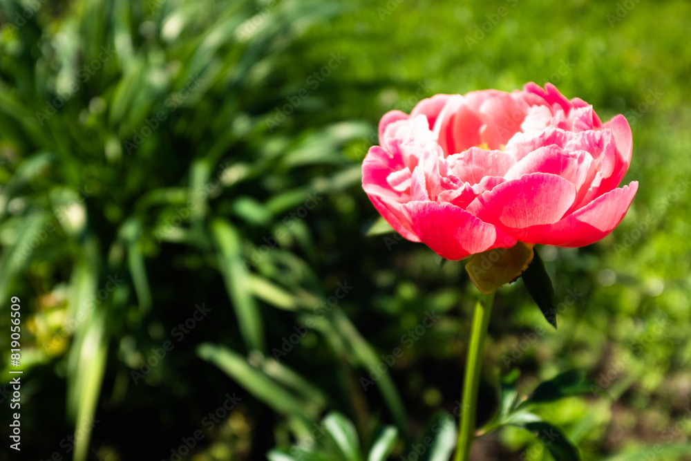 One bloom peony on blurred green garden background at the sunny day. Pink flower for publication, design, poster, calendar, post, screensaver, wallpaper, postcard, cover, website. High quality photo One bloom peony on blurred green garden background at the sunny day. Pink flower for publication, design, poster, calendar, post, screensaver, wallpaper, postcard, cover, website. High quality photo