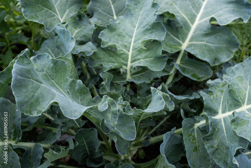 Broccoli cabbage grow, close-up. Cruciferous vegetable for publication, poster, screensaver, wallpaper, postcard, banner, cover, post. High quality photo