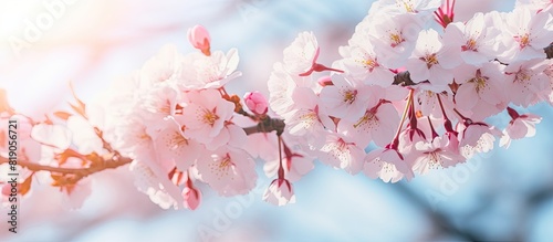 Beautiful cherry blossoms sakura tree bloom in spring in the park copy space close up photo