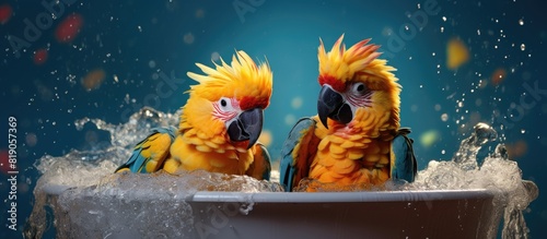 A cupple of argentine parrots in their bath. copy space available photo