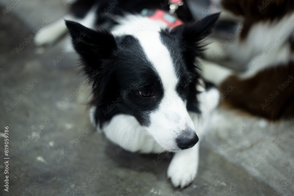 close up fluffy fatty fur border collie dog face sitting in publics pet event with blur people background close up fluffy fatty fur border collie dog face sitting in publics pet event with blur people background