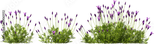 lavender blooming plants hq arch viz cutout bush shrub
