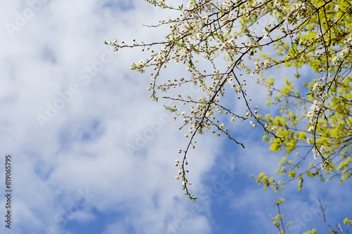 A flowering tree branch in the spring. Small young new leaves on a tree branch.