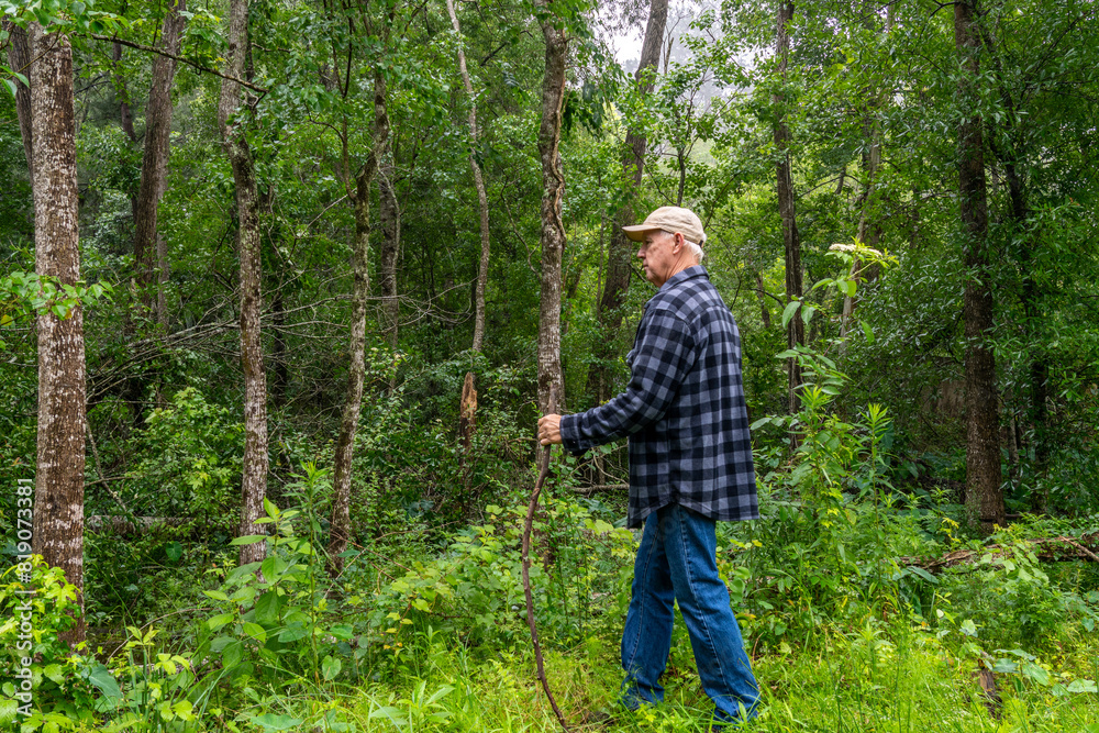 Senior man with a hiking pole walking through the dense forest. Senior man with a hiking pole walking through the dense forest.