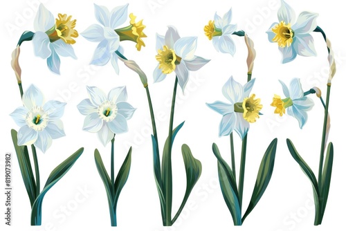 Beautiful white and yellow flowers on a clean white background. Perfect for floral arrangements or spring-themed designs
