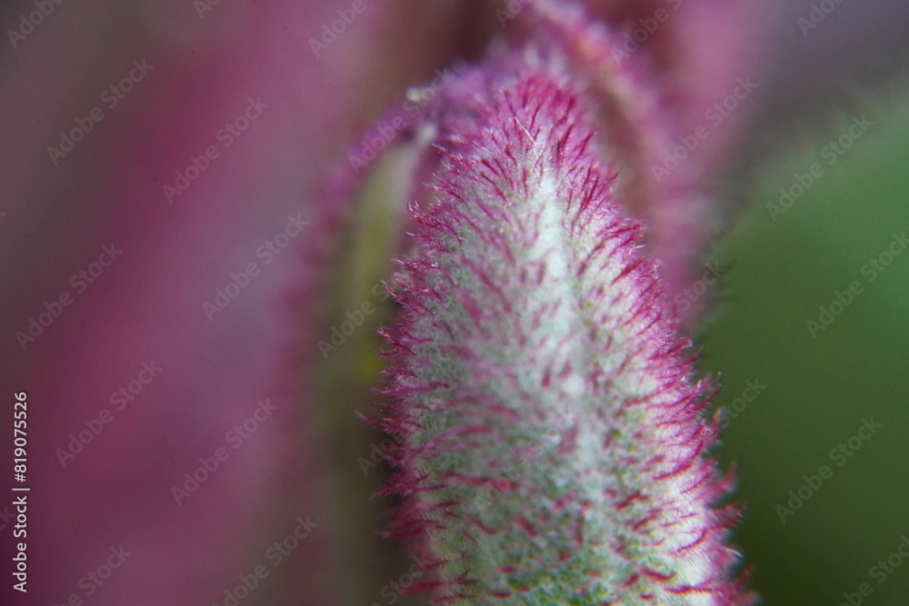 Hybrid Kangaroo Paws are prized for their distinctive flowers and adaptability to a range of garden settings. With their striking appearance and relatively low maintenance requirements, they are a pop Hybrid Kangaroo Paws are prized for their distinctive flowers and adaptability to a range of garden settings. With their striking appearance and relatively low maintenance requirements, they are a pop