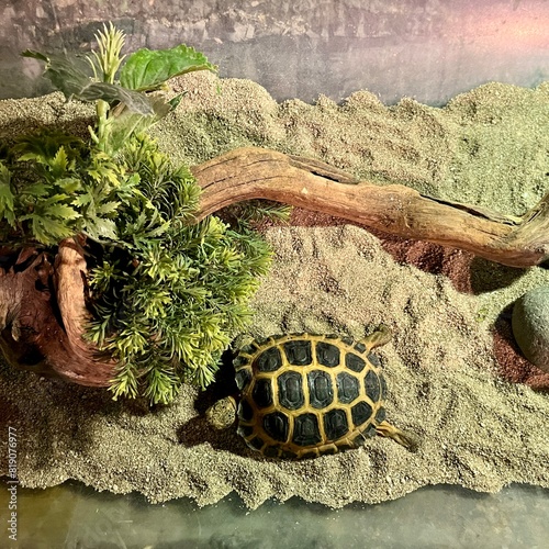 Pet tortoise slow land animal isolated on dry sand ground flooring and tree branch background. photo