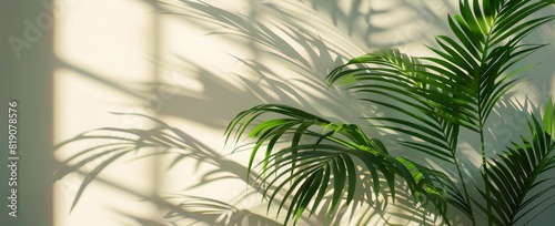 Palm Tree Shadow on White Wall