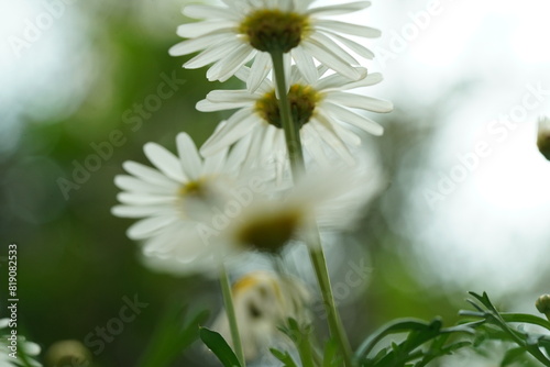 Matricaria chamomilla, commonly known as German chamomile, is a highly regarded annual herb in the Asteraceae family. |西洋甘菊  photo